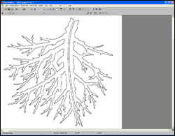 Plant silhouette as drawn by the artist, scanned and saved as a raster TIF file and opened in Scan2CAD ready for raster to vector conversion.