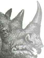 Rhino Rhino